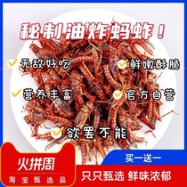Authentic fresh fried grasshopper ready-to-eat Locust and salt pepper snack insect cumin barbecue grasshopper bug gourmet snack
