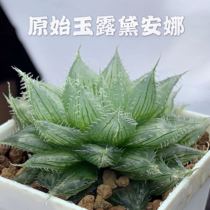 Diana Jade Dew Twelve Volumes Original Jade Dew Variety Original Twelve Volumes Diana Needle Jade Dew 7cm
