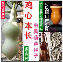This long chicken heart gourd pine neck inlace insect with large wine lotus head special eight baby seeds