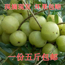 Spot pick Chaoshan oil Ganzi Fresh Yu Ganzi Yunnan olive oil Citrus fruit Niu Gan fruit five pounds