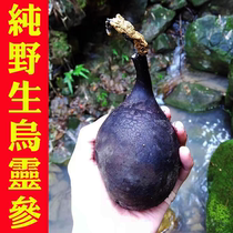Pure wild Wuling ginseng Lei Zhenzi chicken Poria Cocos egg black stalk carbon horn fungus Ganoderma lucidum New 50g