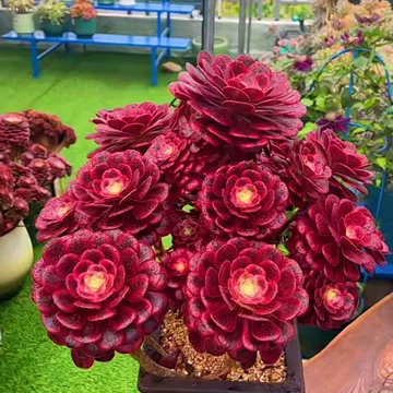 法师多肉植物老桩-法师多肉植物老桩促销价格、法师多肉植物老桩品牌- 淘宝