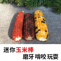 Buy five sends a hamster grinding tooth stick small corn snacks small corn gold silk bear rabbit dragon cat grindroe corn stick