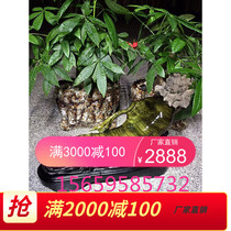 High-grade golden silk Nan shade Ebony Ebony mahogany root carving crafts ginseng living room gift home furnishings gift