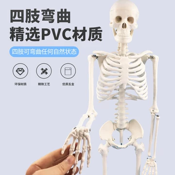 85cm标准人体模型-85cm标准人体模型促销价格、85cm标准人体模型品牌- 淘宝