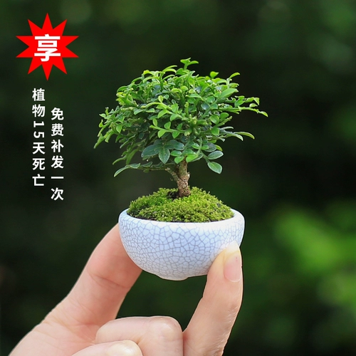 Dharma jiuli xiang pert port ведический маленький горшечный стой