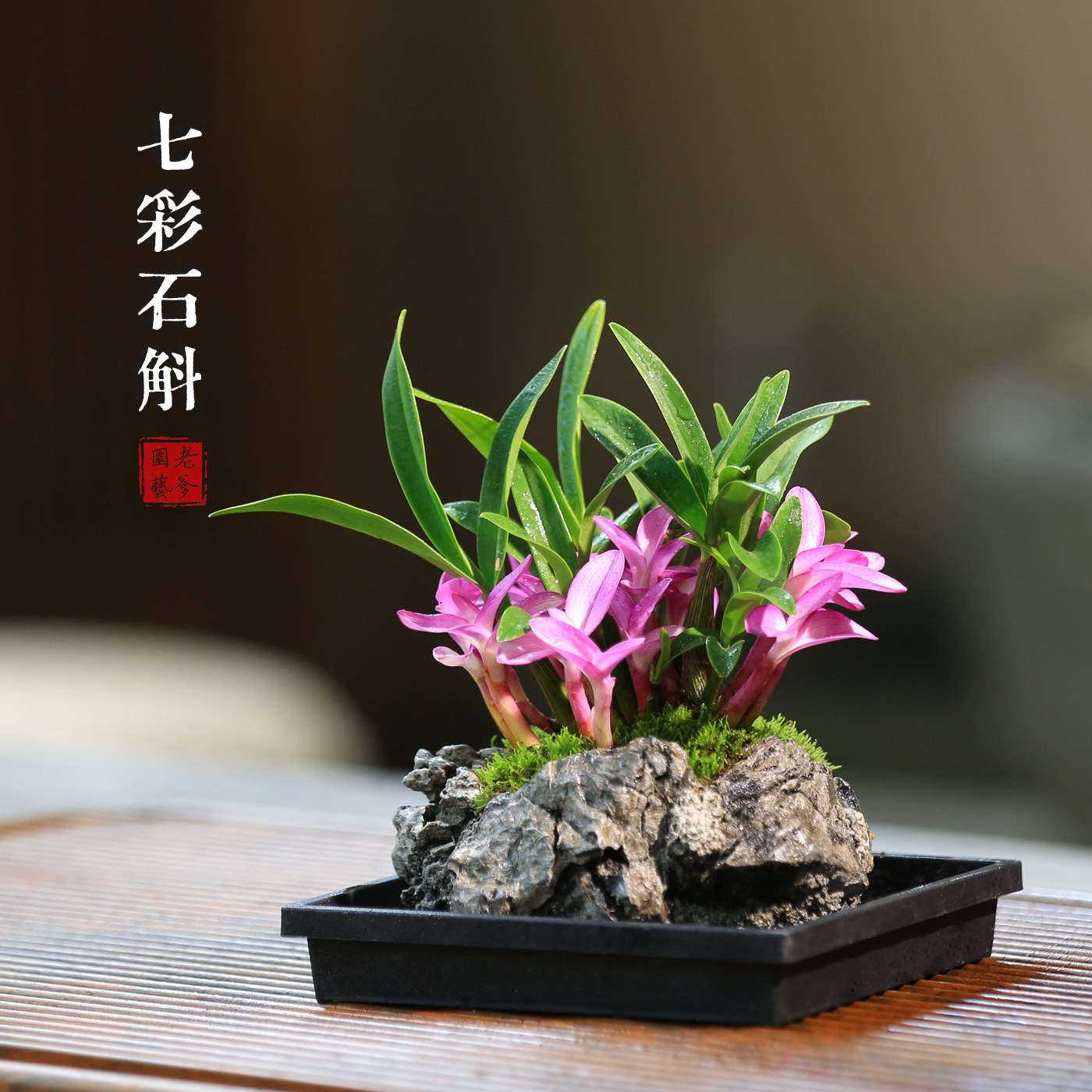 石斛兰水培套装-石斛兰水培套装促销价格、石斛兰水培套装品牌- 淘宝
