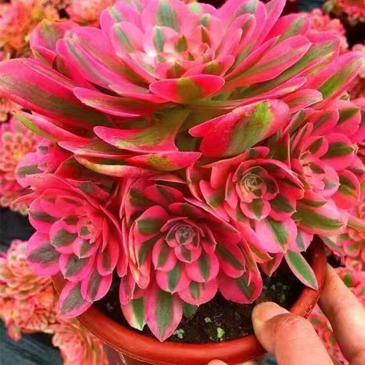 法师多肉植物老桩-法师多肉植物老桩促销价格、法师多肉植物老桩品牌- 淘宝