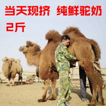 2kg of camel pure fresh milk raw milk now squeezed fresh sugar-free camel milk Xinjiang Kazakh Shunfeng
