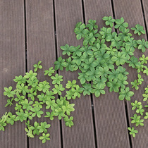 Monolithic simulation hanging bell leaves Japanese horse drunk wood multi-petal leaves small green leaves fake leaves inserted branch decoration DIY