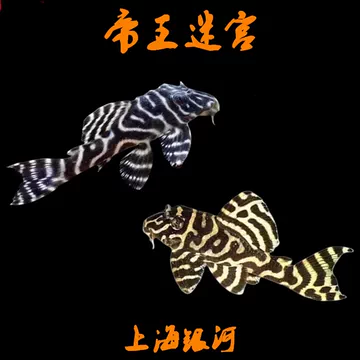 l333帝王迷宫-l333帝王迷宫促销价格、l333帝王迷宫品牌- 淘宝