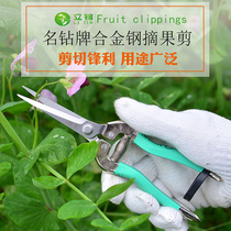 Grapes prunes with prunes of prunes Pruning Fruit Shoots of fruit and vegetables Fruits Vegetable Thinning Fruit Vegetable Thinning