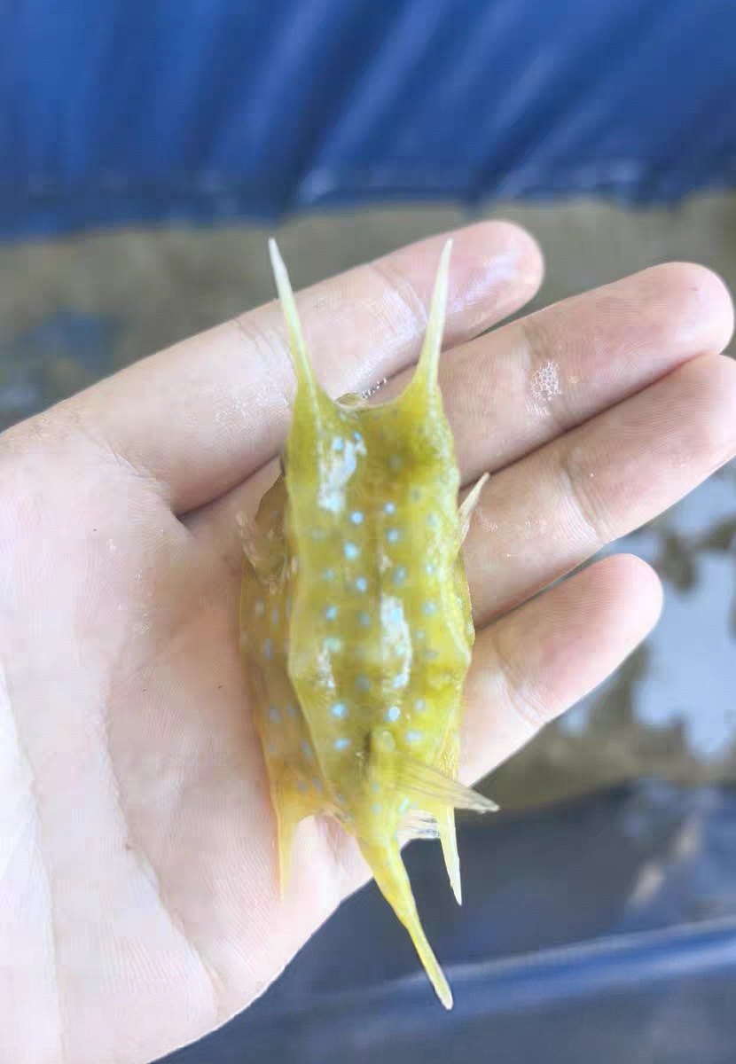 角箱鲀为什么吐口水- 抖音, image size:830x1200