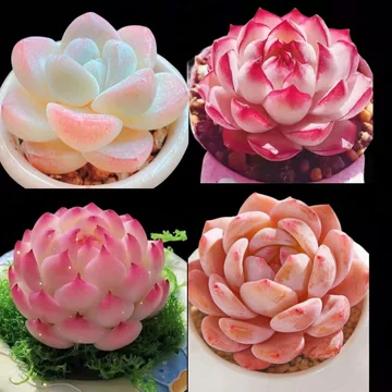 水蜜桃多肉植物-水蜜桃多肉植物促销价格、水蜜桃多肉植物品牌- 淘宝