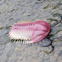 Cambrian prehistoric biological triloban model solid children simulation ancient marine animal toy set