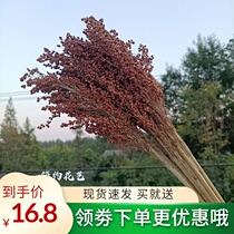 Sorghum spike dried flower bouquet Solid grain real flower Pastoral eternal flower Living room shop window Art decoration shooting props