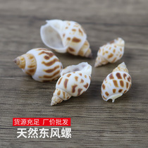 Small Dongfeng snail flower snail 500 grams small conch creative handmade material drift bottle fish tank landscaping a catty