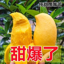 Yunnan eagle mouth mango big mango 10 kg FCL origin straight hair seasonal fresh fruit