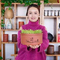 Geng Yunshe sprout vegetable germination seedling pot Bean seedling planting pot Bean sprout pot Purple sand seedling vegetable pot soilless cultivation of vegetables