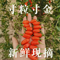 First stubble fresh wolfberry fresh fruit Ningxia authentic Zhongning Gouqi ready-to-eat large granule gift box 500g