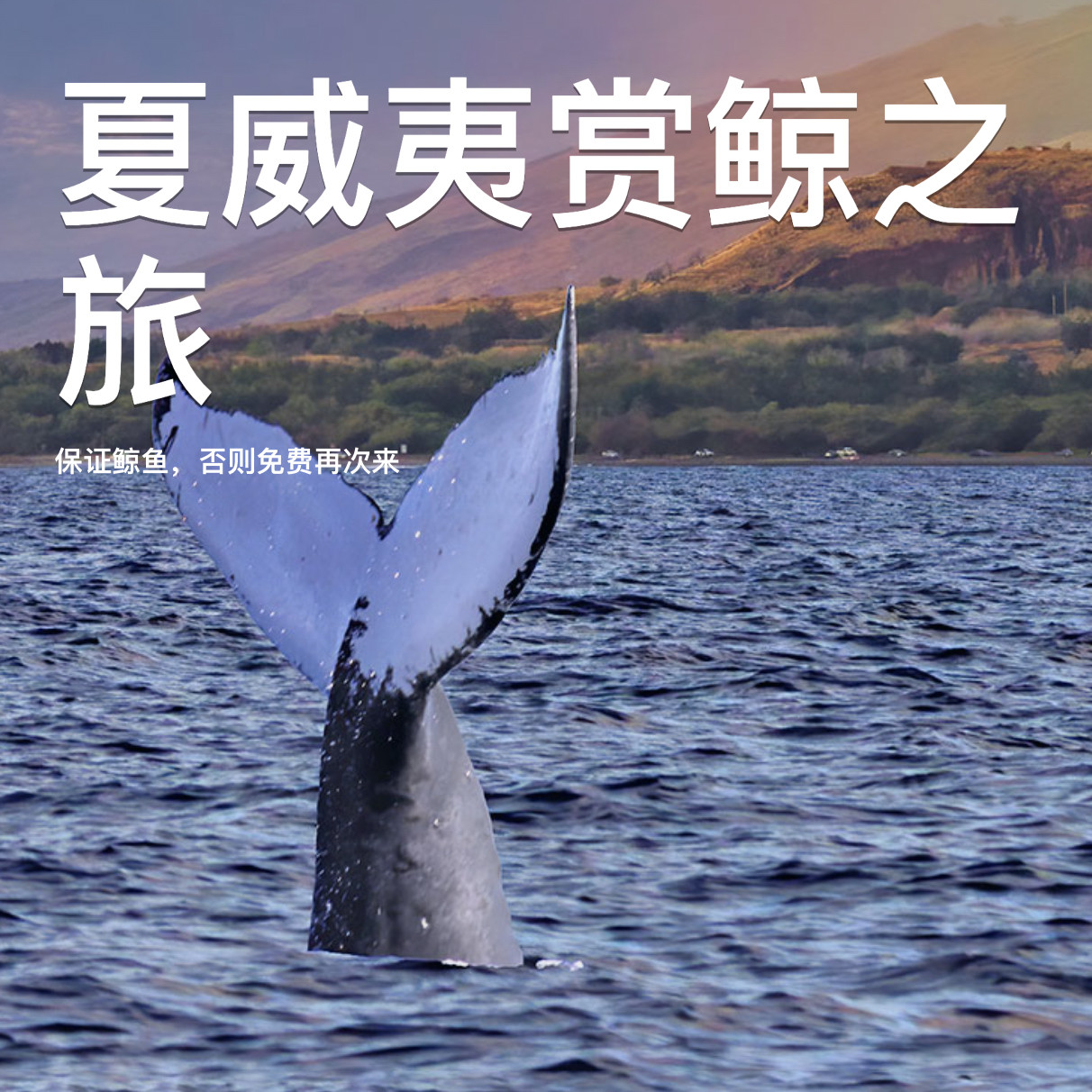 夏威夷观鲸之旅门票Maui/Oahu/Big Island Departures｜25年限定款海上奇遇🐋🎫-旅游-淘宝好物网