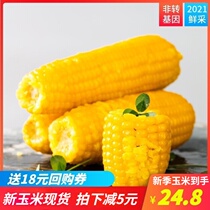 (2021 new season corn)Sticky corn Sticky yellow waxy valley Meiyoupin vacuum packed ready-to-eat 8 fresh waxy corn
