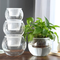 Creative hydroponic bottle Plant transparent glass vase container Green dill flower pot Fish flower co-culture tank Water culture ornament vessel