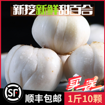 New digging fresh lily Lanzhou Lily fresh lily edible sweet white Gansu specialty non-grade Lily dry
