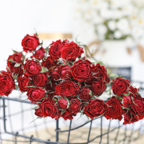  Lezuo flora) Neon bubble rose dried flowers 1 bunch of multi-head roses naturally dried real flowers land transport