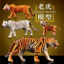 Genuine simulation Tiger model Wildlife toy Amur Tiger Bengal Tiger Siberian Tiger child cognition