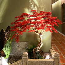  New product of flower house simulation red maple indoor dry landscape decoration Japanese dry landscape living room decoration plant floor fake tree