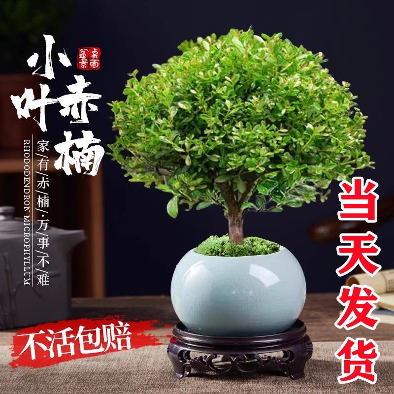 天然盆景花玉石工艺品-天然盆景花玉石工艺品促销价格、天然盆景花玉石