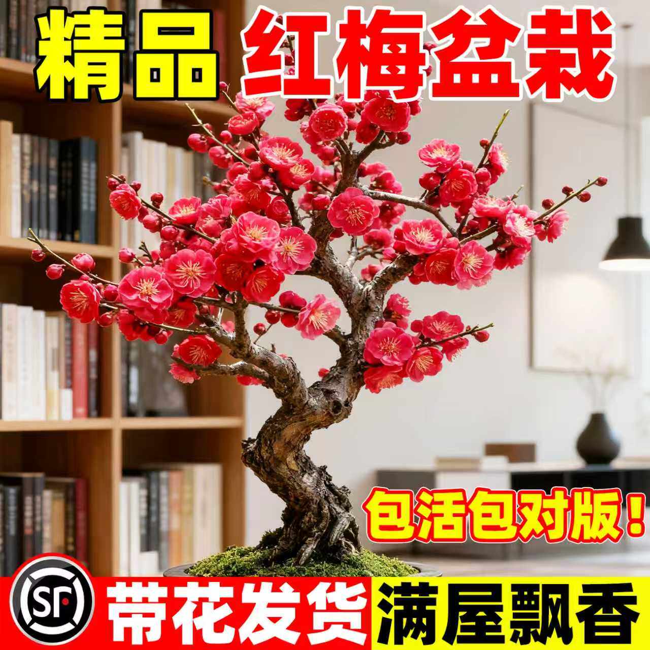 红梅红梅盆景-红梅红梅盆景促销价格、红梅红梅盆景品牌- 淘宝