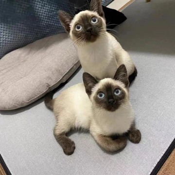 纯种暹罗猫活体星罗猫泰国