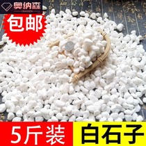 Yue Ke Duo Meat Pavement Stone Particles White Stone Landscaping Flower Pot Decoration Small Stone Flower-growing Stone Particles