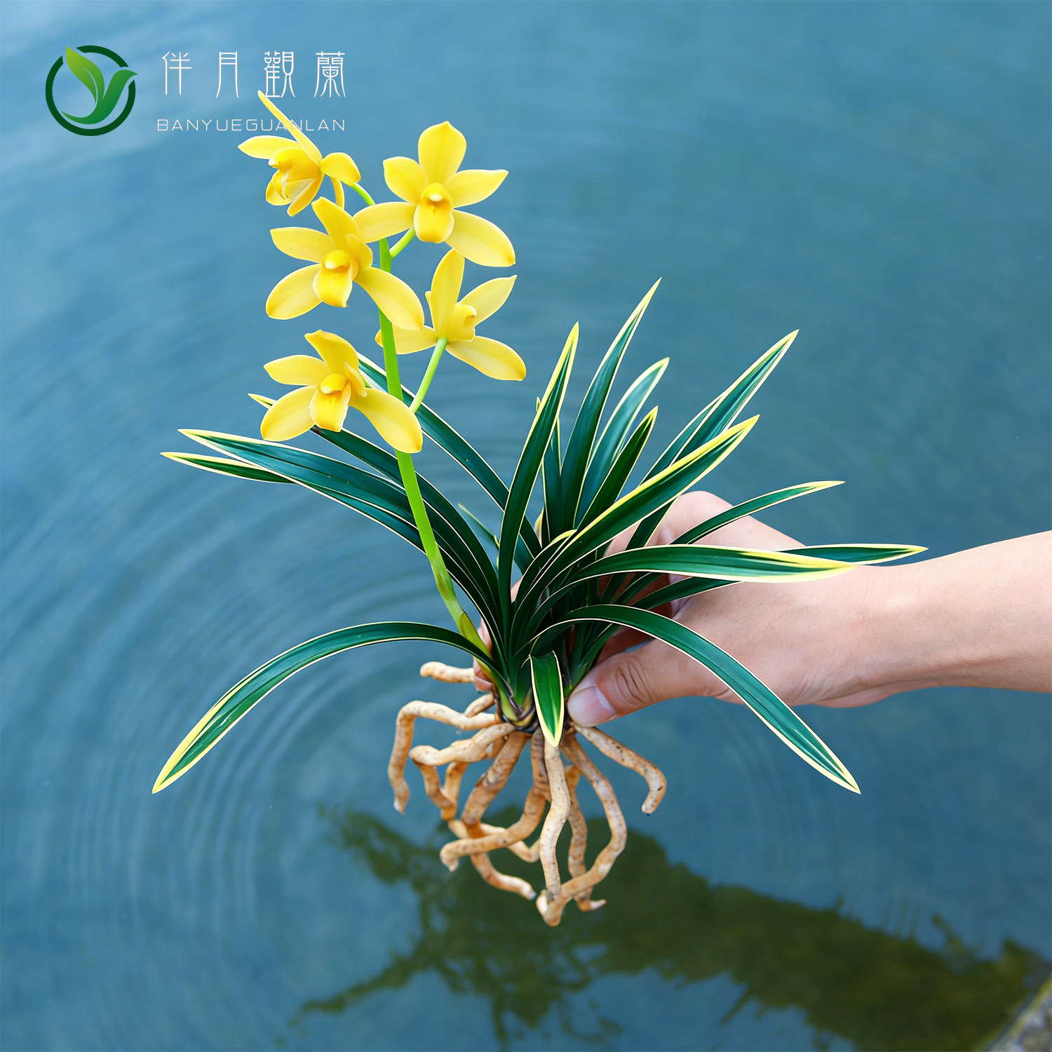 兰花苗矮种-兰花苗矮种促销价格、兰花苗矮种品牌- 淘宝