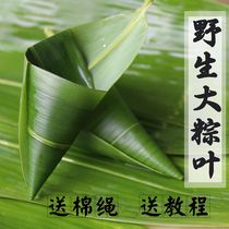 Zong leaves cotyledons free of mail fresh dried leaves large bags rice dumplings leaves brown leaves non-reed leaves Wild