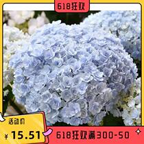 Selected expensive imported retals embroidered ball Wanhua quietly floral hand bow Mona Lisa looks back at the head flowers all season easy to grow