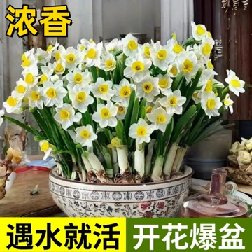漳州水仙雕刻种球-漳州水仙雕刻种球促销价格、漳州水仙雕刻种球品牌- 淘宝