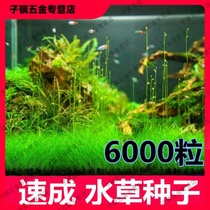 Lazy water grass entry-level aerobic freshwater four-season fish tank decoration simulation