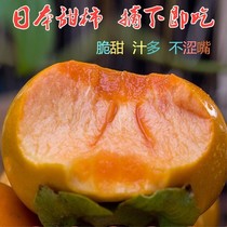 Persimmon tree grafting Japanese sweet crispy Persimmon Tree Basin South and North planting Mill Black Persimmon