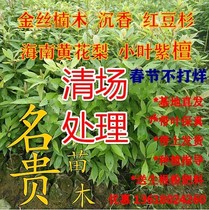 Sichuan authentic small-leaf gold silk Nanmu Tree _ 苖 桢 桢_ Zhennan Hainan Huanghuali Agarwood Rosewood Rare and precious _ 苖 珍稀 木_ _ 木 珍稀 木_ _ 珍稀 珍稀 木_ _ 珍稀 珍稀 木_