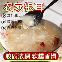 Sichuan Tongjiang white fungus wild farmhouse basswood white fungus fresh peach gum white fungus dry snow ear 250g