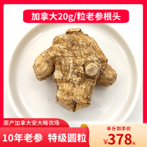 (20g big round grain) Super Canadian imported American ginseng ginseng whole branch grain head selected slice powder