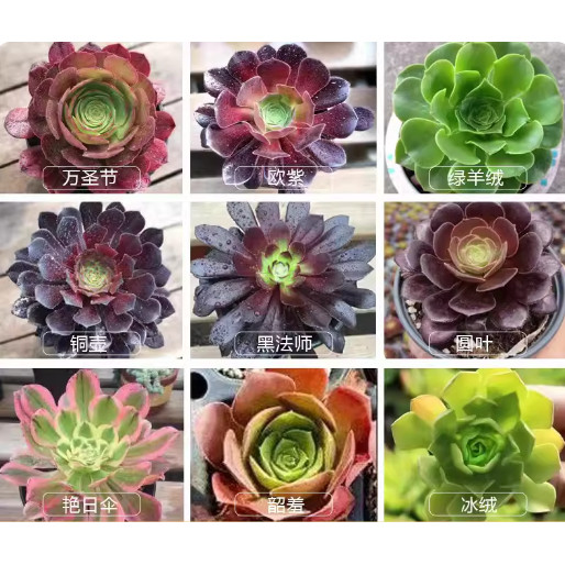 法师多肉植物-法师多肉植物促销价格、法师多肉植物品牌- 淘宝