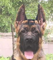 Despastor Special Shepherd Dog Ears Pooch Ears Dogs Supplies Adult Dog Summer Dog Stickup New God Instrumental Bracket