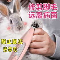 Rabbit Foot Cleaning Prevents Foot Dermatitis Pet Rabbit Wash Feet Fur Trim to Dirty Yellow Hair Claw Shave Appropriators
