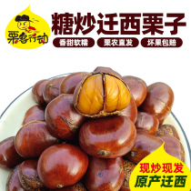 (Vacuum net pocket)Sugar fried chestnuts Authentic Qianxi Sugar fried chestnuts cooked fried cooked bulk cooked chestnuts Hebei