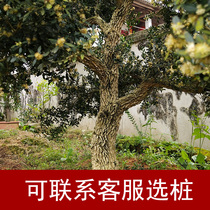 Boxwood leaflet bird tongue boxwood Bonsai Garden tree modeling single pole high pole landscape tree Villa Green tree
