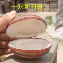 (Snail shell art) natural conch shell double shell giant bird blue bird shellfish big clam pearl shell home collection ornaments